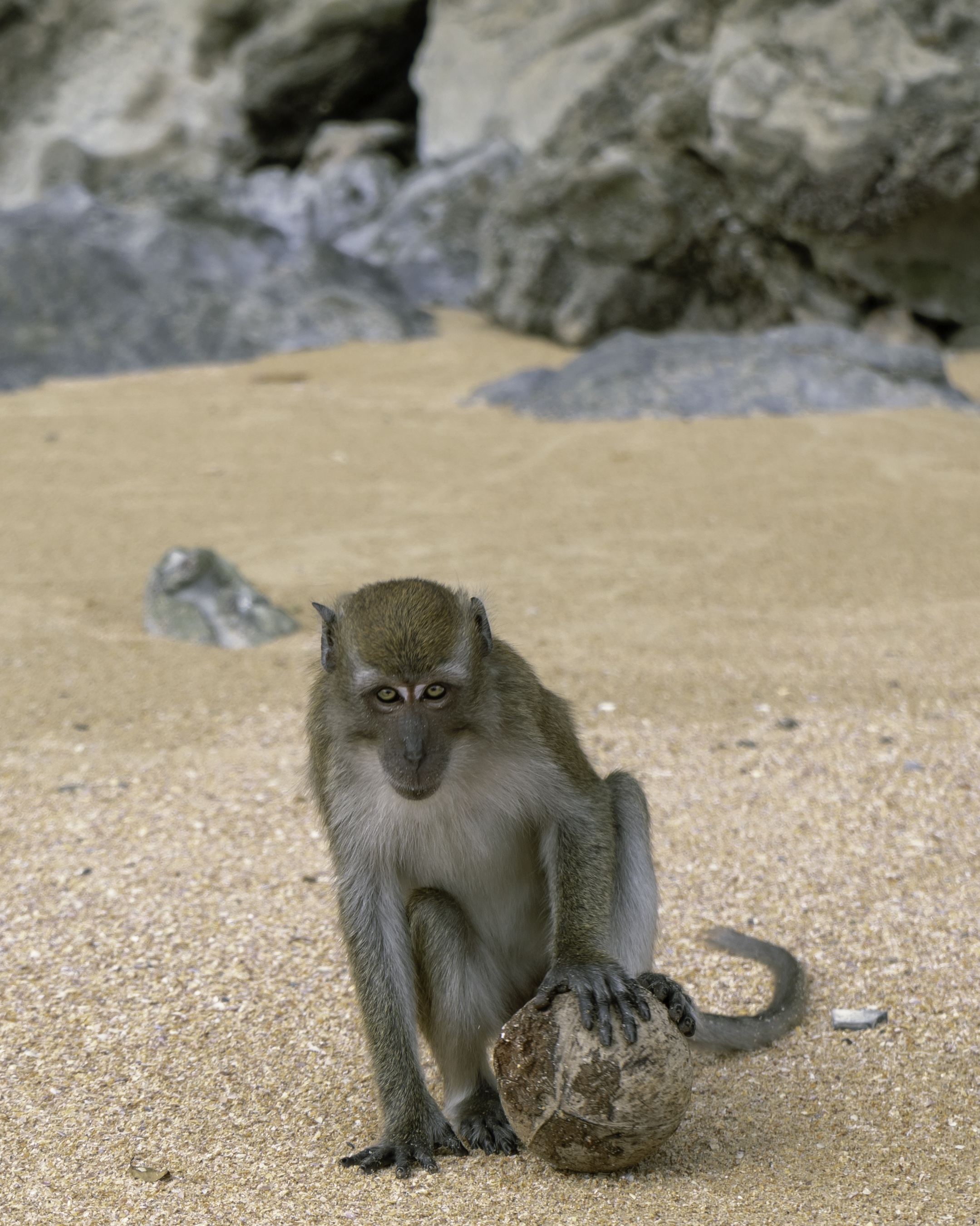 Wildlife photography of monkey on beach