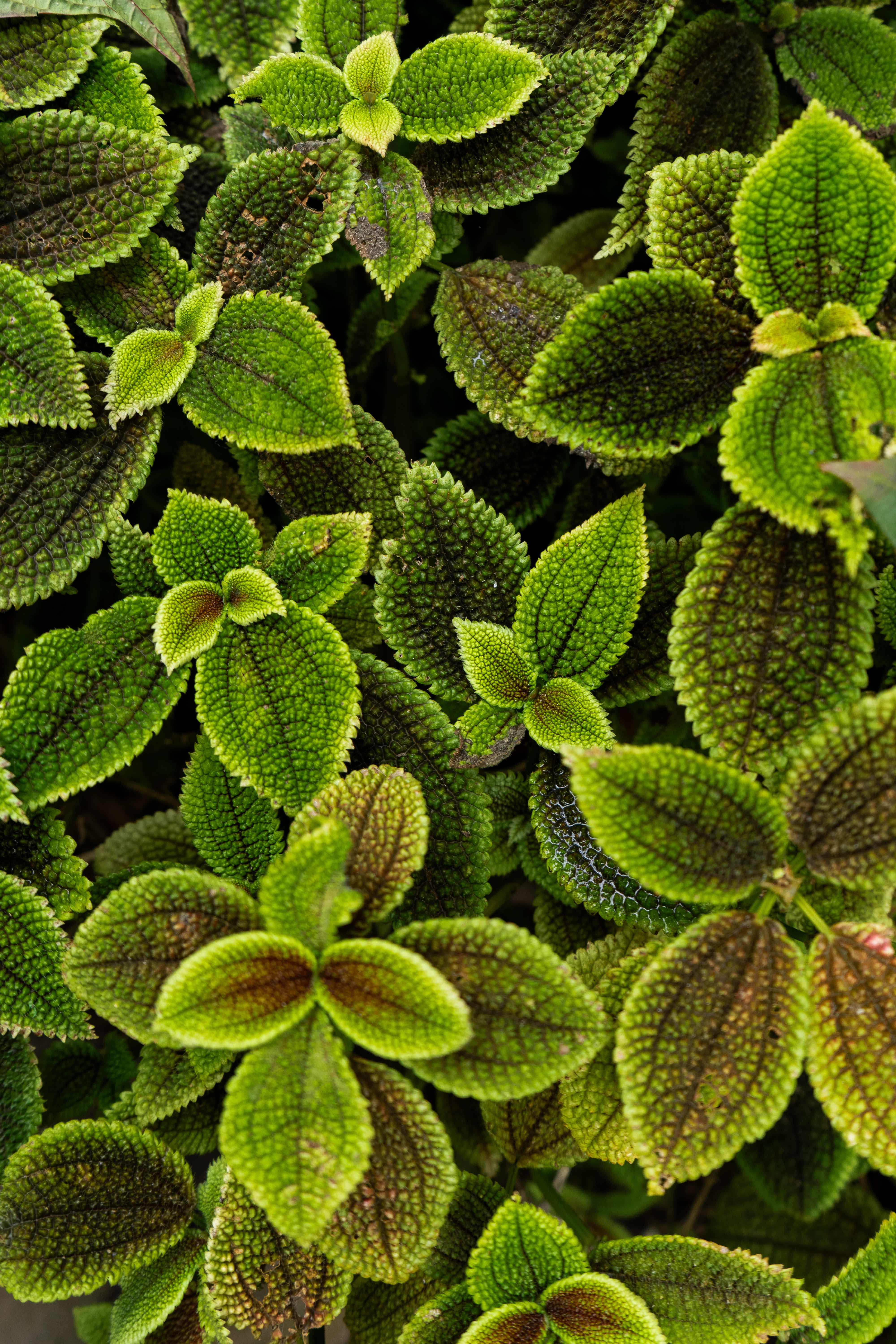 Macro photography of textured green leaves